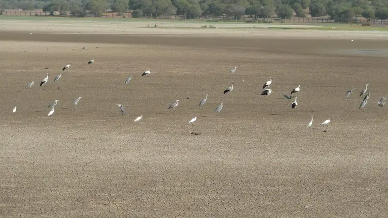 Las aves casi no tienen sitio donde sobrevivir a la sequía de Doñana