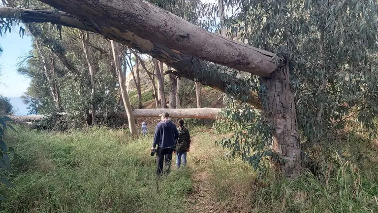 Tronchado y desgajado de árboles de gran tamaño junto al cauce del arroyo Mazagón