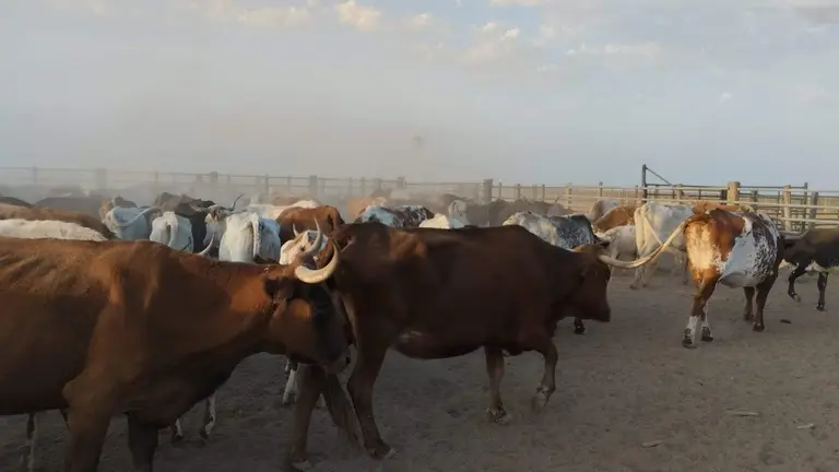 Foto tomada del perfil de la Asociaci&oacute;n de Criadores de Ganado Marisme&ntilde;o