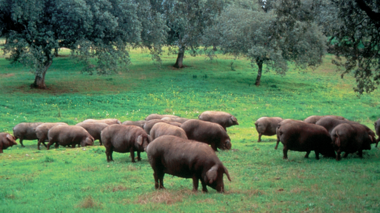 Piara de cerdos en montanera tradicional en extensivo