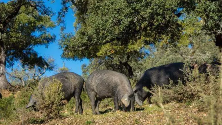 Montanera en la sierra