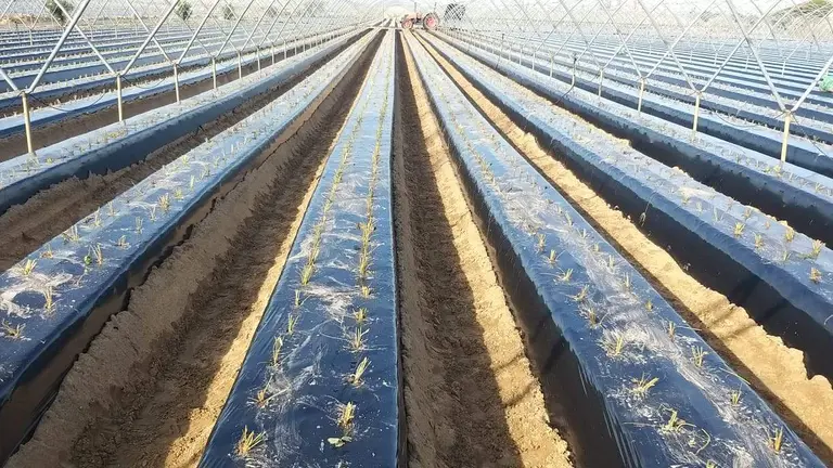 Plantación de frutos rojos