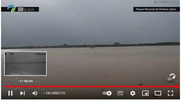Imagen en directo en las marismas de Doñana