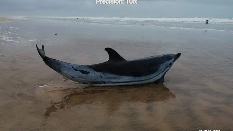 EL delfín, varado en la playa de Doñana con vida
