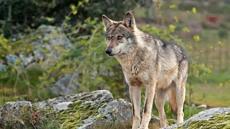 Lobo en la Sierra de la Culebra y Guadarrama