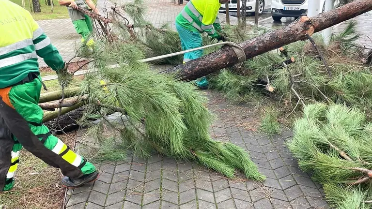Árboles caídos en el Paseo de la Ría