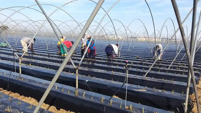 Trabajadores en una plantación de frutos rojos