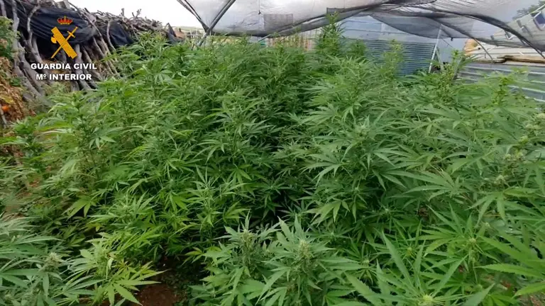 Plantación de marihuana desmantelada.
