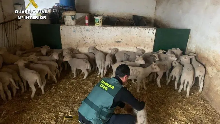 Corderos en la explotaci&oacute;n asaltada