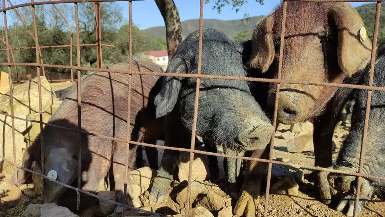 Cerdos ib&eacute;ricos preparados para la temporada de montanera