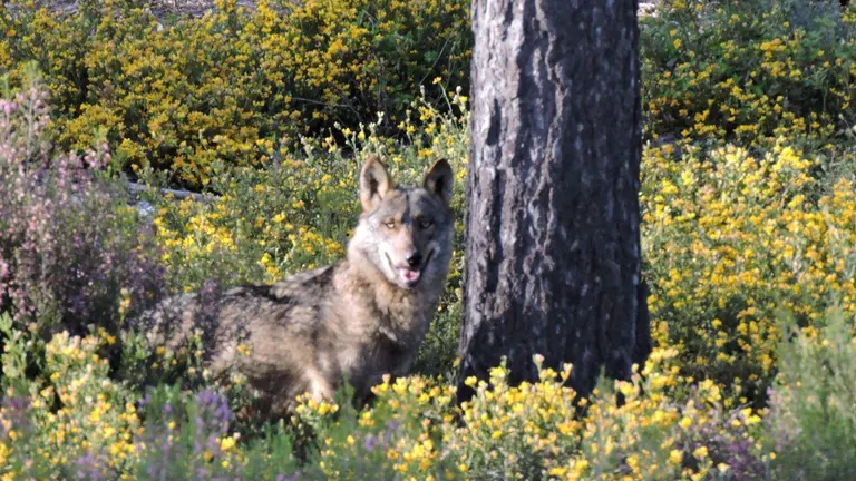 Lobo Sierra Culebra, un modelo de recuperaci&oacute;n de la poblaci&oacute;n