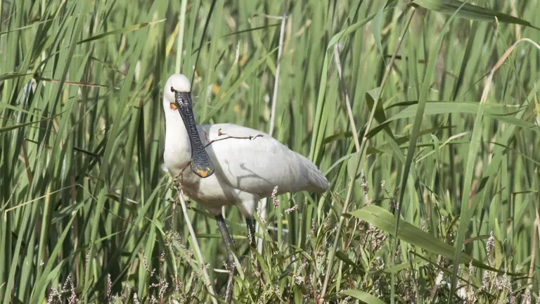 Esp&aacute;tula en el Paraje