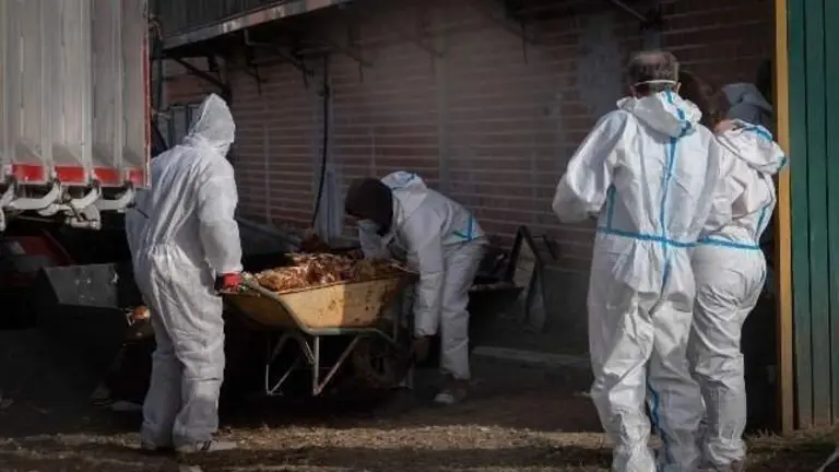 Sacrificio de aves debido al brote de virus aviar
