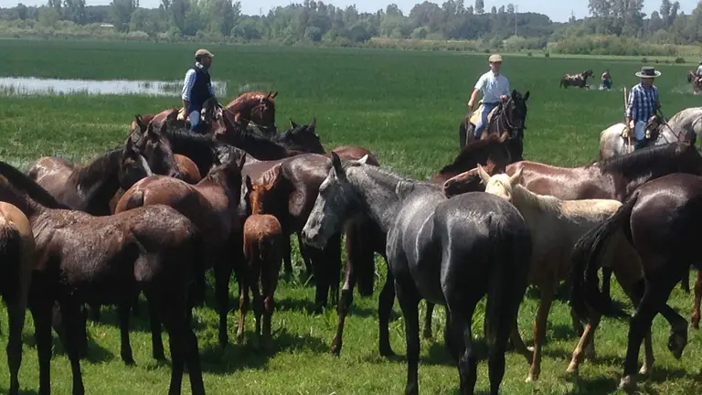 Ganado equino en la marisma de Do&ntilde;ana
