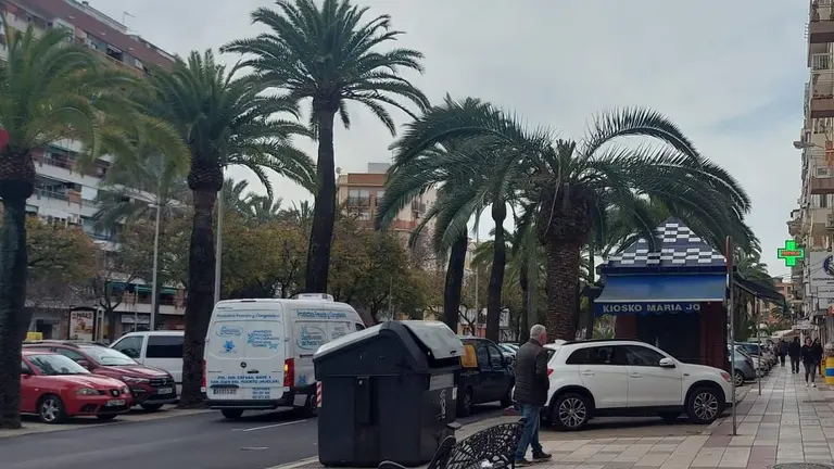 Palmera con síntomas de estar siendo atacada por el picudo rojo