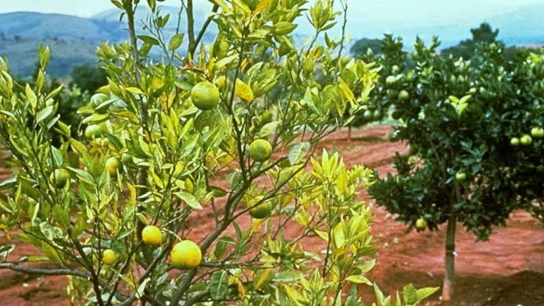 Plantación citrícola