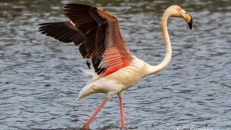 Un flamenco levanta el vuelo (Foto: Antonio Aguilera)