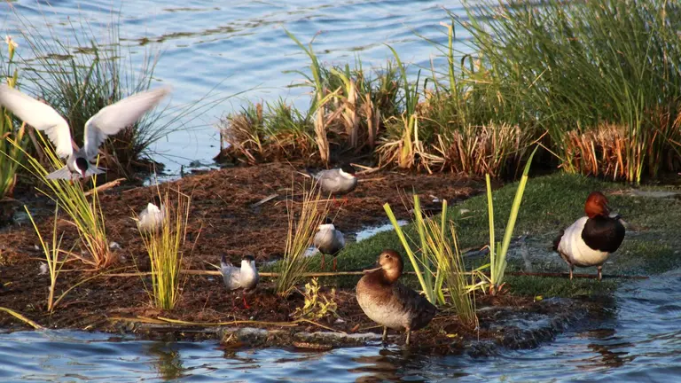 Aves en la Laguna Primera de Palos