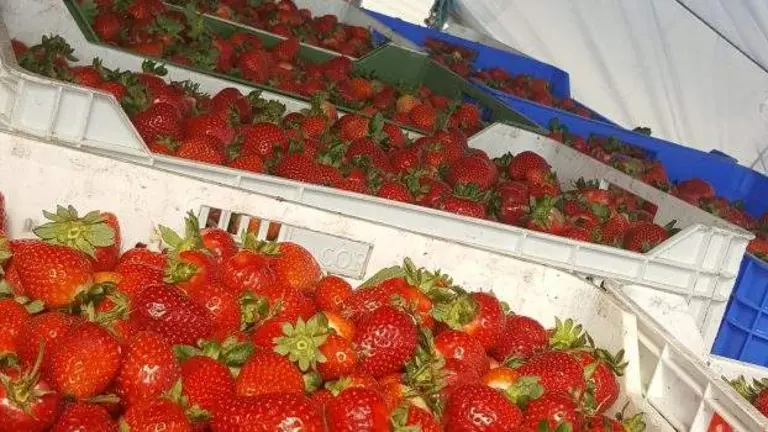 Fresa destinada a la industria