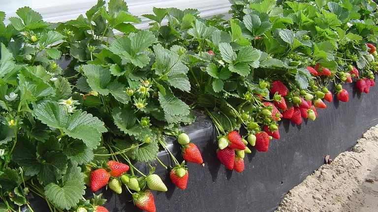 Fresa preparada para su recogida