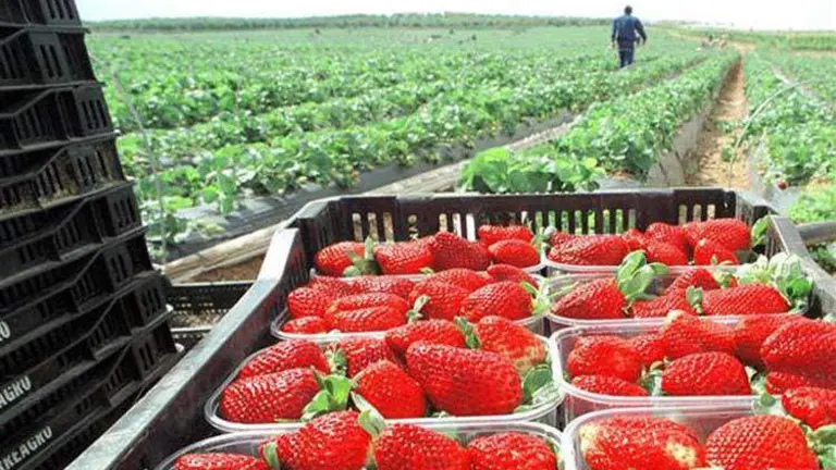El-&eacute;xito-de-las-Fresas-de-Huelva