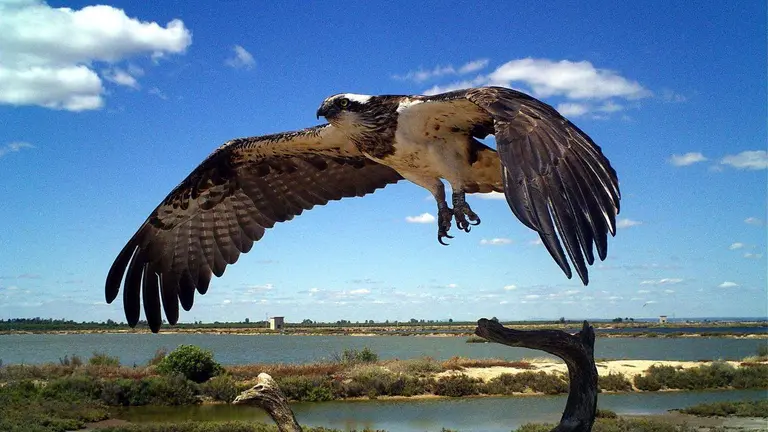 Un águila pescadora levanta el vuelo en Marismas del Odiel (Foto: Medio Ambiente)