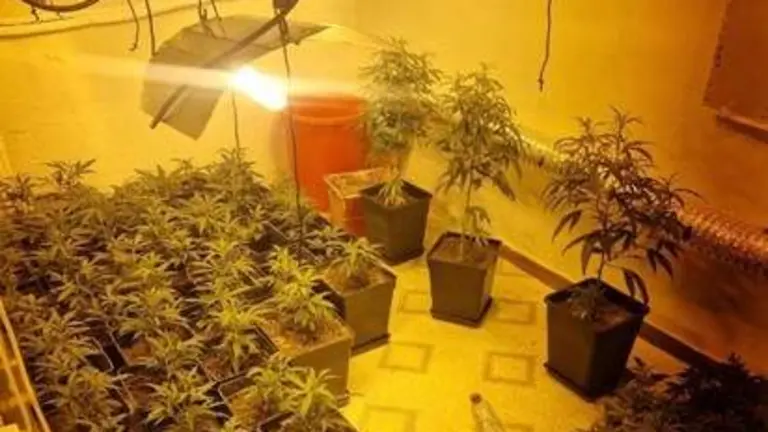 Imagen de una de las plantaciones caseras en la capital onubense