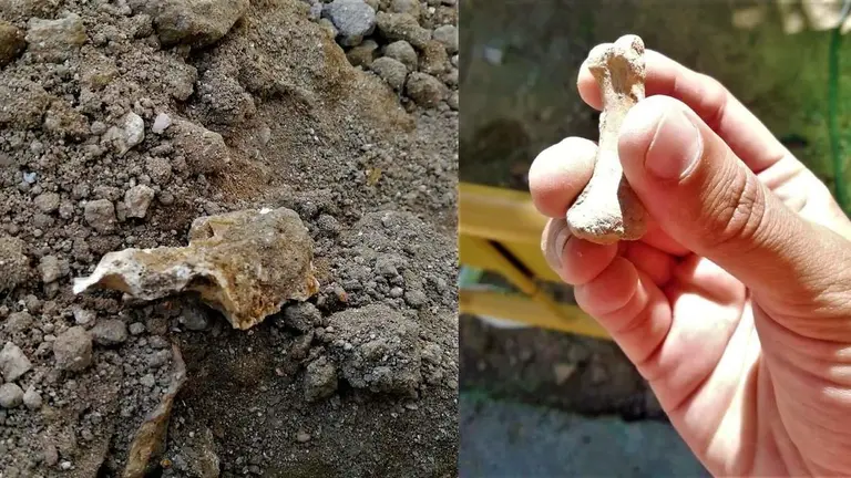 Restos óseos motivo de las denuncias de Andalucía Por Sí y de la investigación iniciada