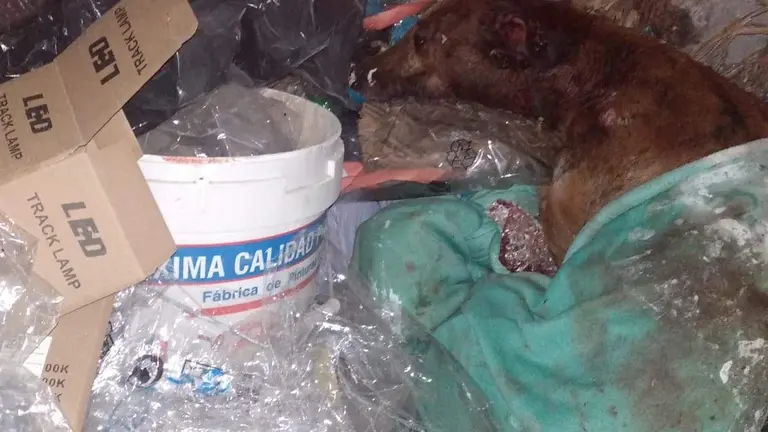 La galga, tras ser hallada en el contenedor