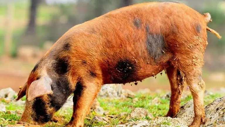 Sector del cerdo ib&eacute;rico, uno de los beneficiados