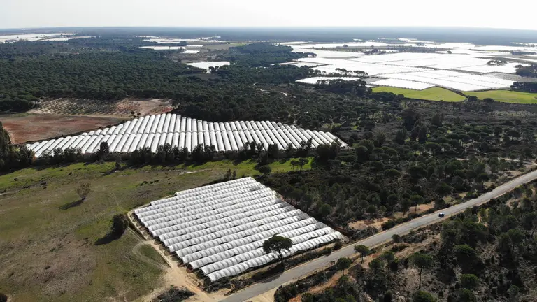 Zona de regadíos del entorno de Doñana