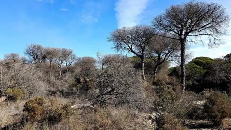 Cientos de hect&aacute;reas afectadas por una sequedad a&ntilde;aden combustible para los incendios