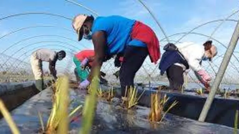 Trabajadores de la fresa