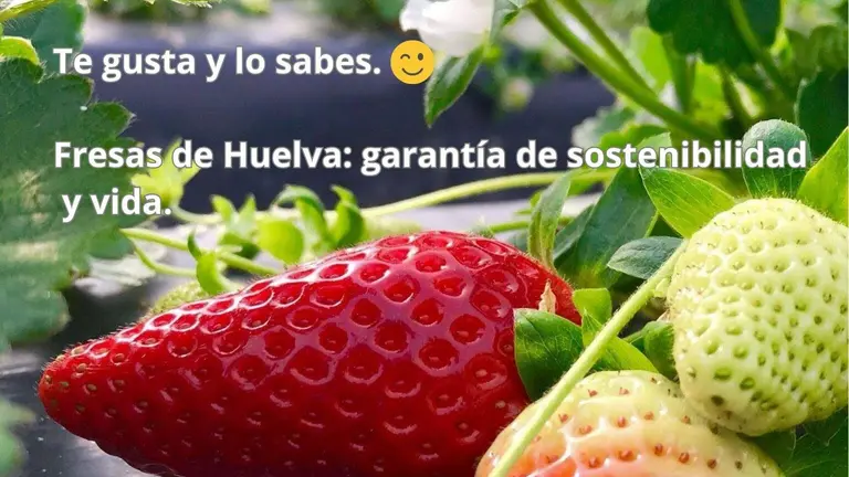 Razones para apoyar la fresa de Huelva 4