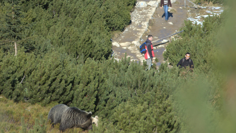 Estudio Animales COVID2