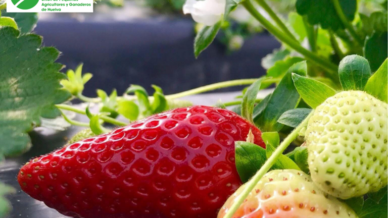 Cartel fresero desde UPA Huelva