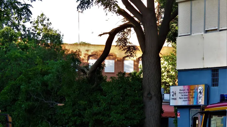 Árbol de gran porte tronchado peligrosamente en Santa Marta