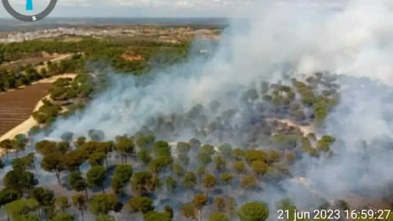 Pinar afectado por las llamas