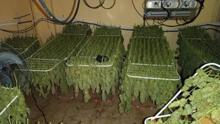Plantas preparadas