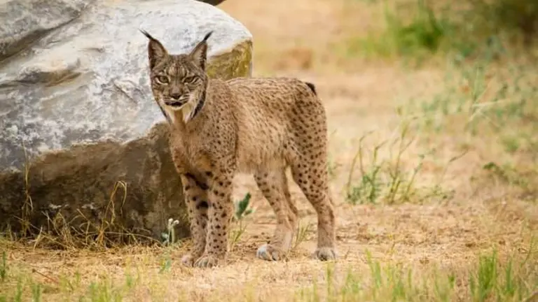 Ejemplar de lince en Do&ntilde;ana