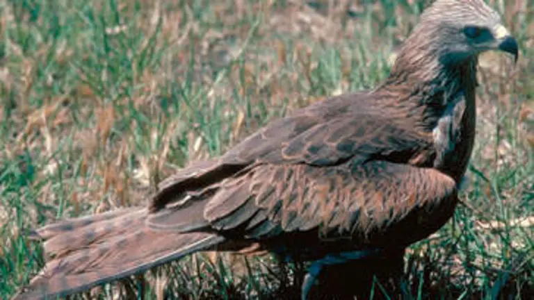 Ejemplar de milano real