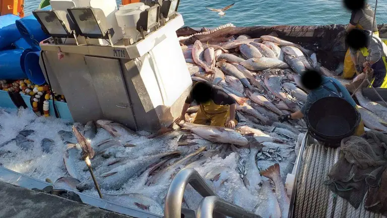 Pesca masiva de corvinas