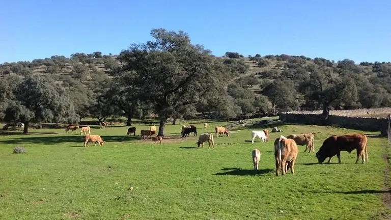 Ganado vacuno en extensivo