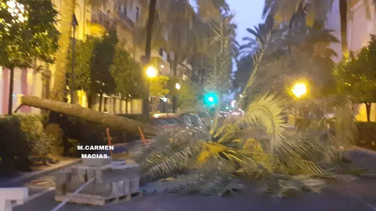 La palmera, desplomada sobre el Paseo de la Independencia captada por Mari Carmen Mac&iacute;as.
