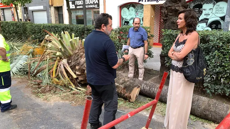 Última palmera desplomada en la vía pública del Paseo de la Independencia