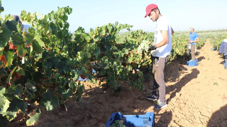 Vendimia Condado de Huelva, zalema 2022