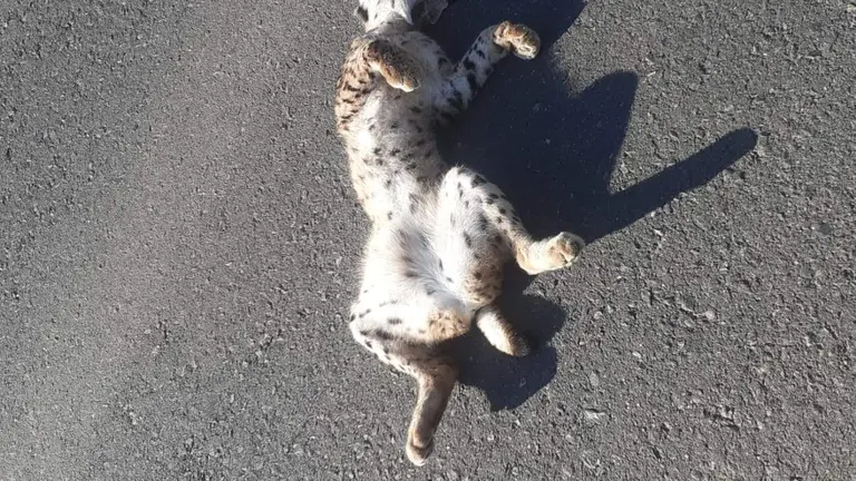 Lince atropellado en la carretera Almonte-Matalasca&ntilde;as
