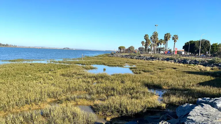 Restauración Spartina maritima en Francisco Montenegro