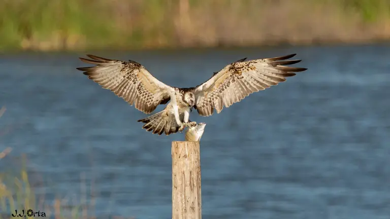 Águila pescadora en la Laguna
