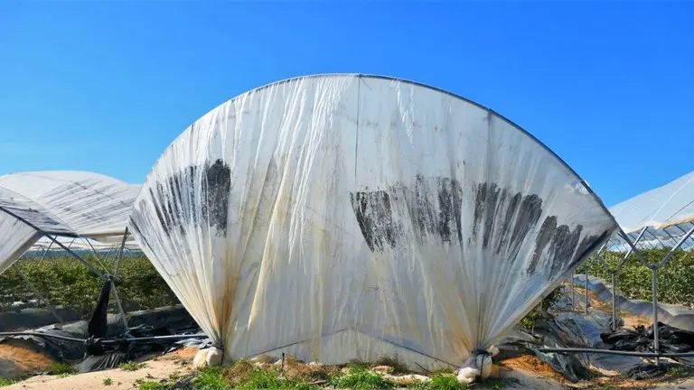 Cultivo intensivo en la Sierra